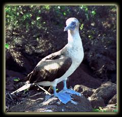 Bluefootbooby_s Bluefootbooby_s