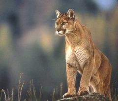 Puma Puma