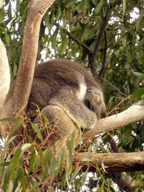 Tembel koala hoooop!
